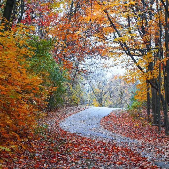 Autumn woods evoke the beauty and suspense of Karen Ingle's stories